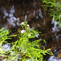 Utricularia uliginosa Vahl